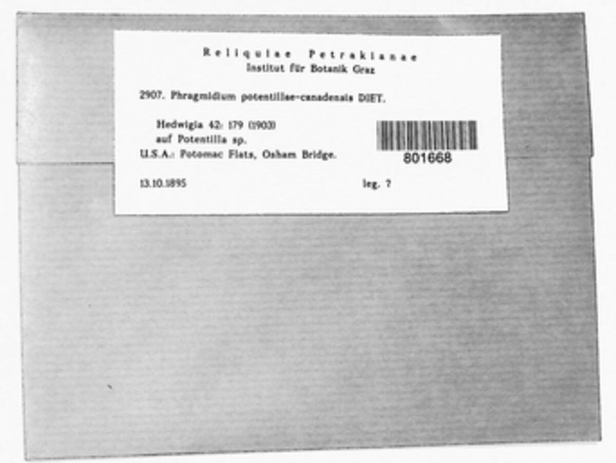Phragmidium potentillae-canadensis image